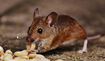 24 Hour & Emergency Exterminators in Sugar Run, PA